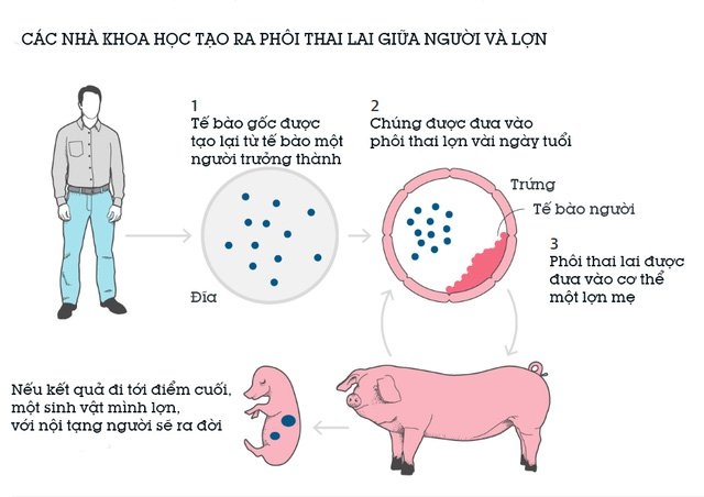 tế bào gốc, phôi thai, hiến tạng, 