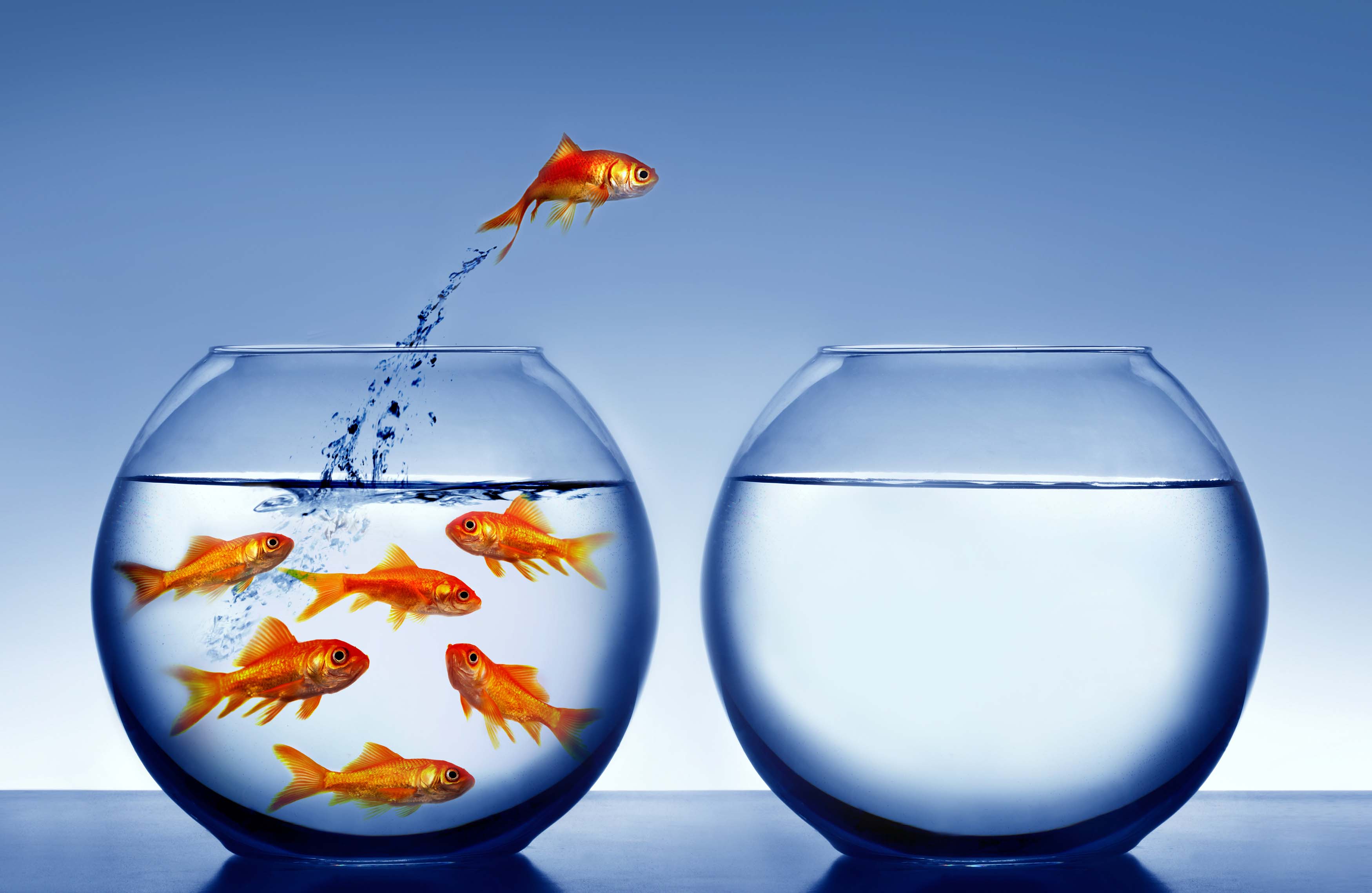 fishy-cropped