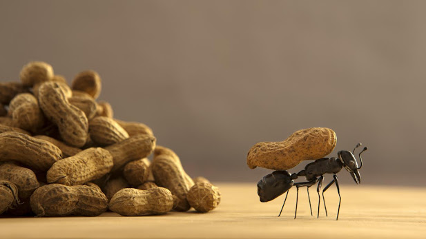 attracts-ants_f2ebe548ecb15454