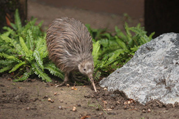 chim kiwi