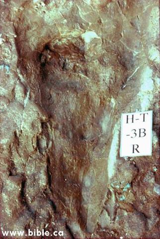 Con người đã xuất hiện từ thời khủng long? Bằng chứng có thể ‘đảo lộn’ quan niệm ngày nay về lịch sử nhân loại