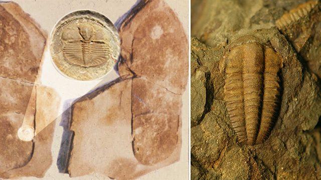 6 dấu tích của ‘con người hiện đại’ thời viễn cổ có thể 'đảo lộn' quan niệm về lịch sử ngày nay